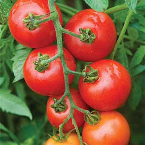 Harnessing the Nutritional Power of the Mountain Magic Tomato